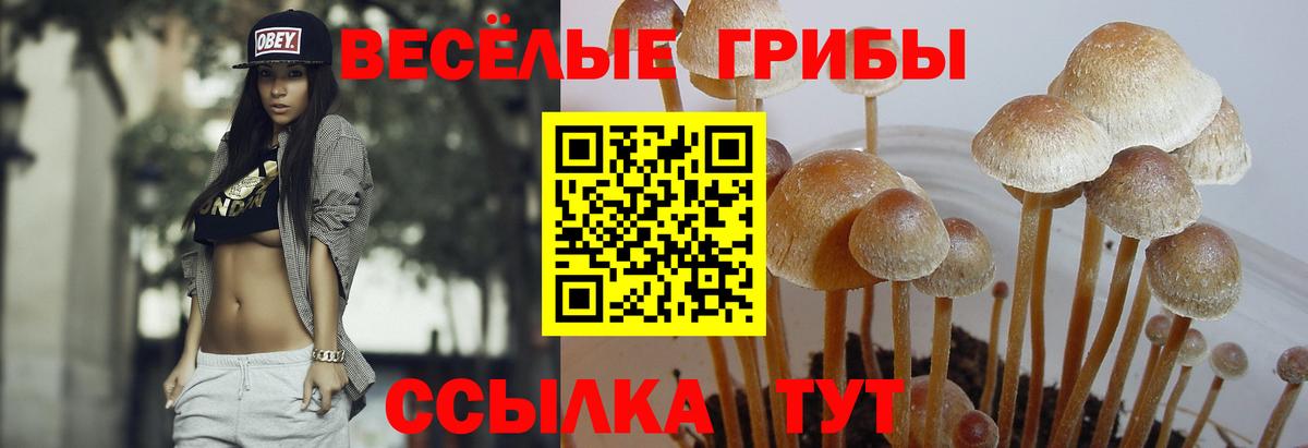 Галлюциногенные грибы Psilocybe Саянск